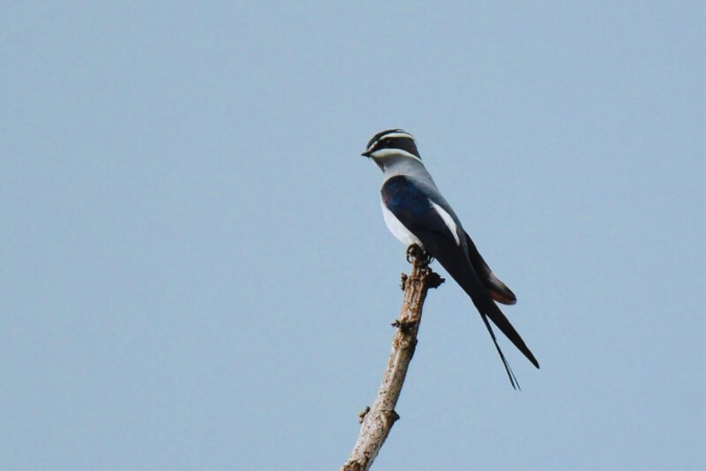 Treeswifts