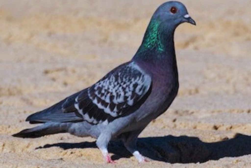 Rock Pigeons in Rajaji National Park