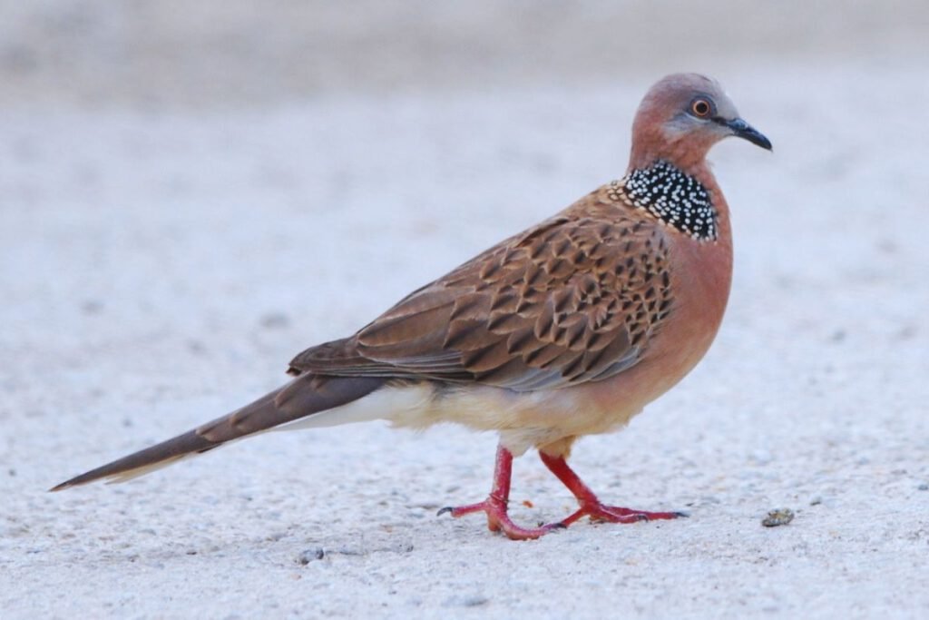 Spotted Dove