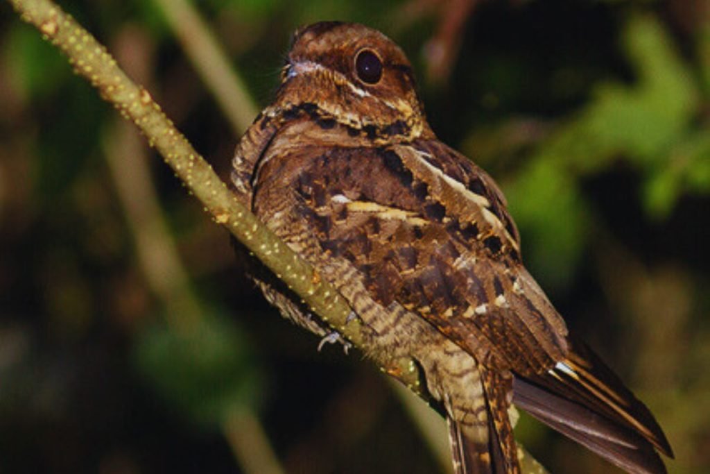 Indian Nightjar in Rajaji National Park
