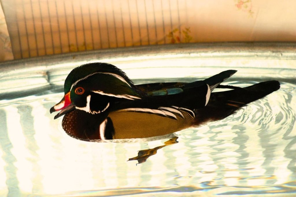 Waterfowl of Rajaji National Park