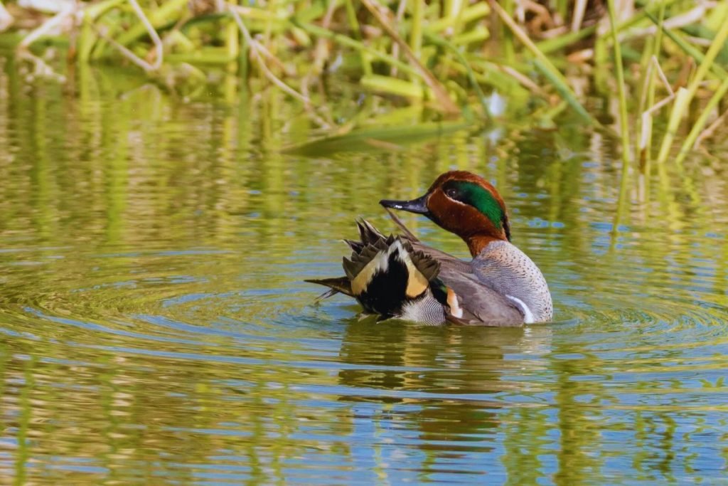 Green-winged Teal