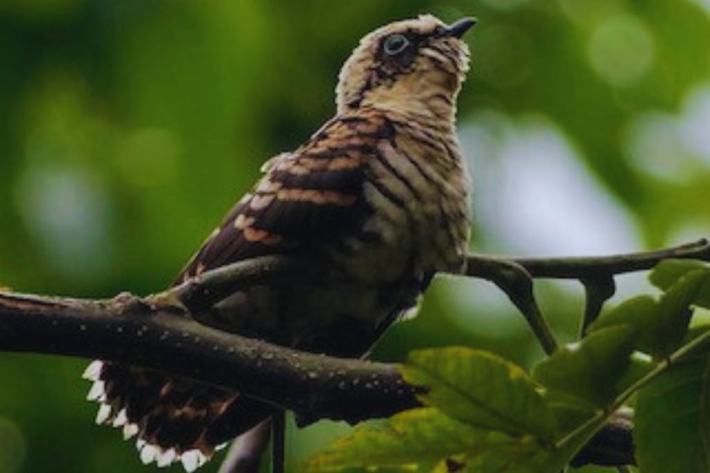 Indian Cuckoo