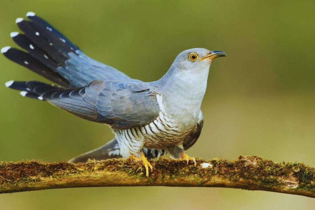 Common Cuckoo