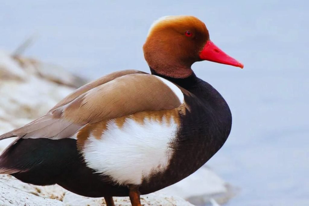 Red-Crested Pochard