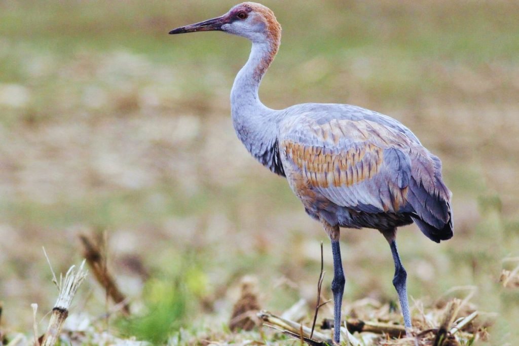 Cranes in Rajaji National Park