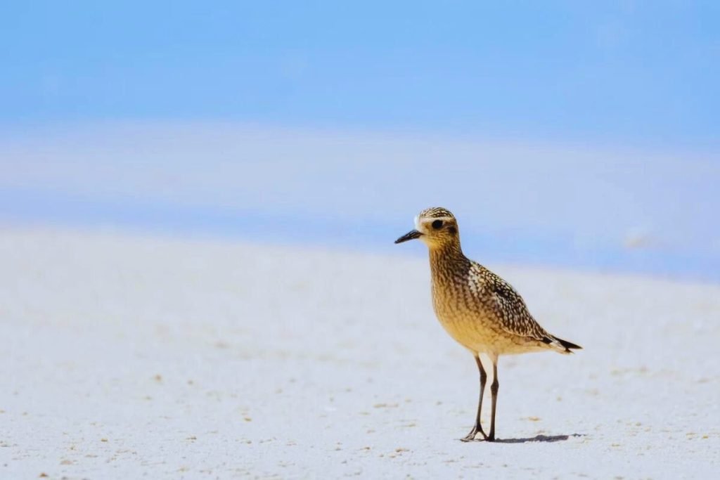 Shorebirds in Rajaji National Park