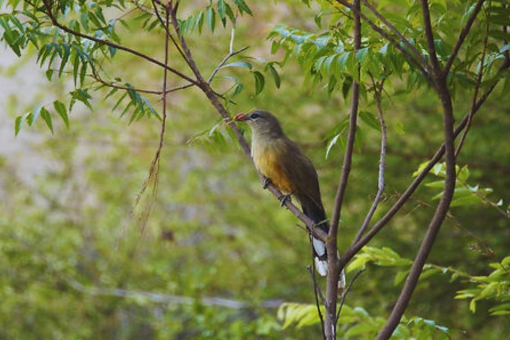 Sirkeer Malkoha