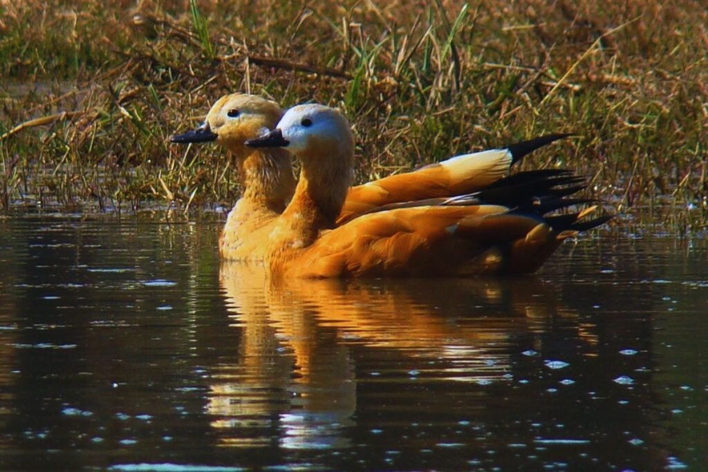 Ruddy Shelduck