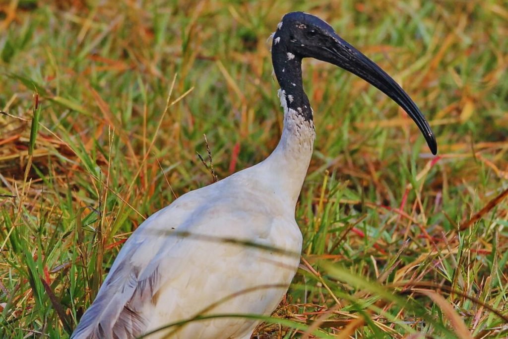 Storks
