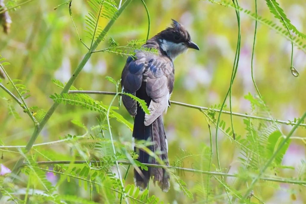 Pied Cuckoo 