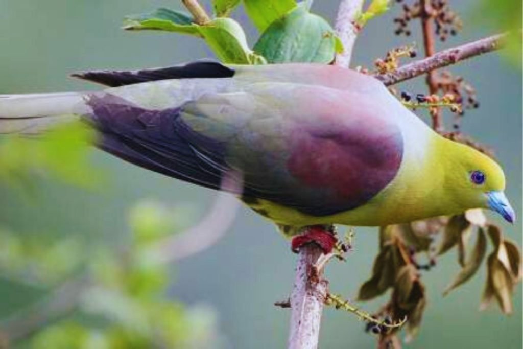 Wedge-tailed Green-Pigeon