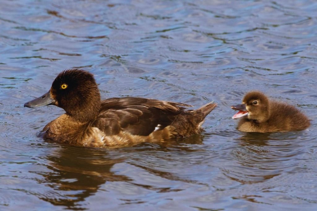 Tufted Duck in Rajaji National Park