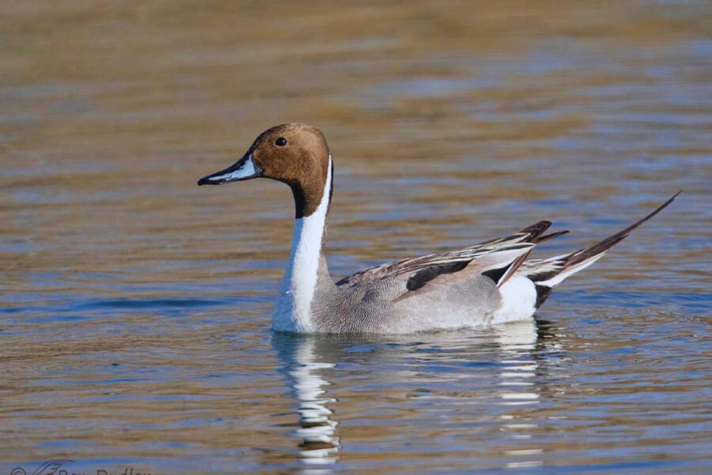 Northern Pintail