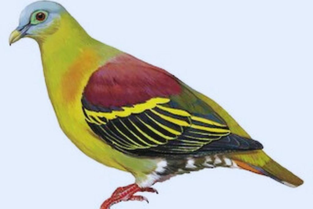 Green Pigeon Species (Treron sp.)