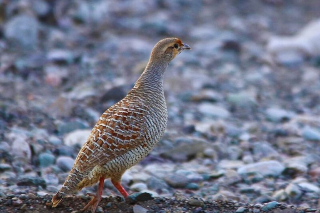 Grey Francolin in Rajaji National Park