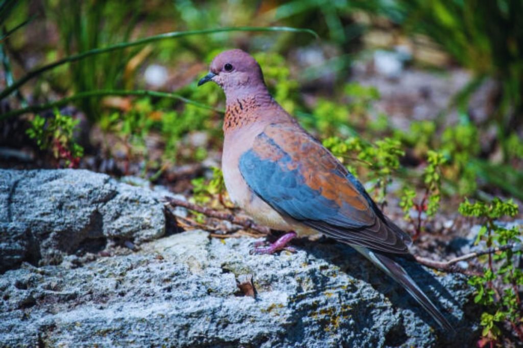 Laughing Dove (Spilopelia senegalensis)