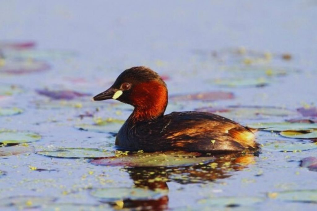 Little Grebe in Rajaji National Park