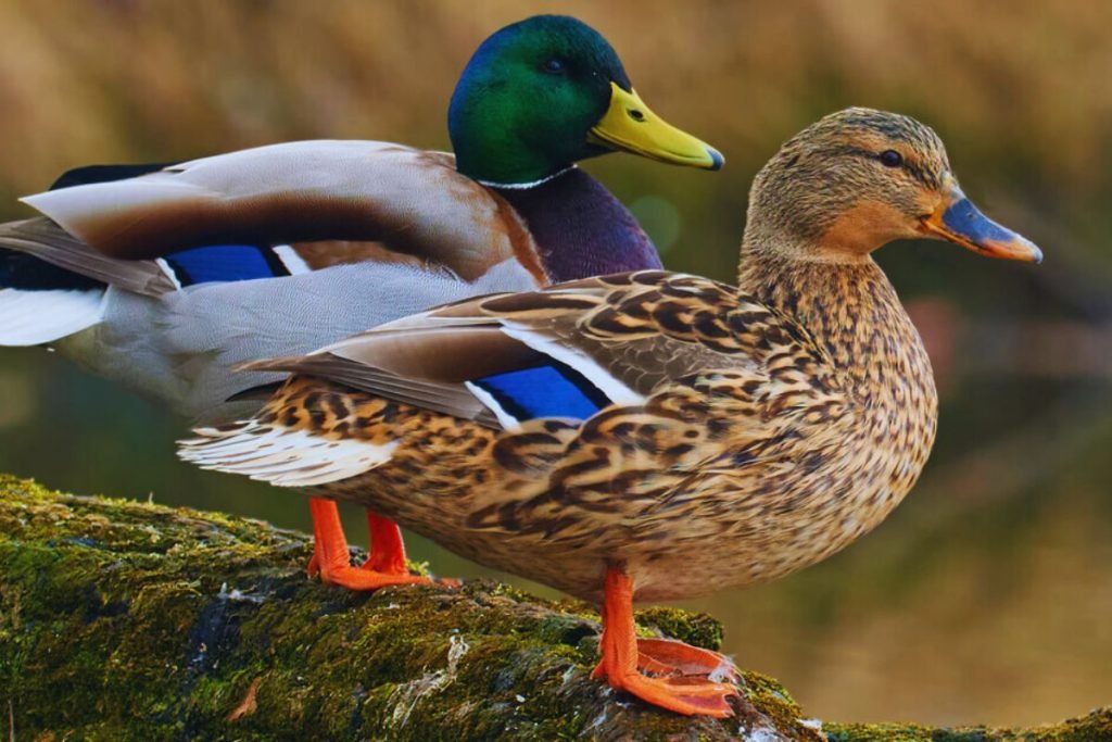 Mallard in Rajaji National Park