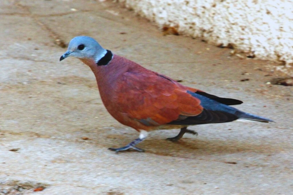 Red-Collared Dove in Rajaji National Park