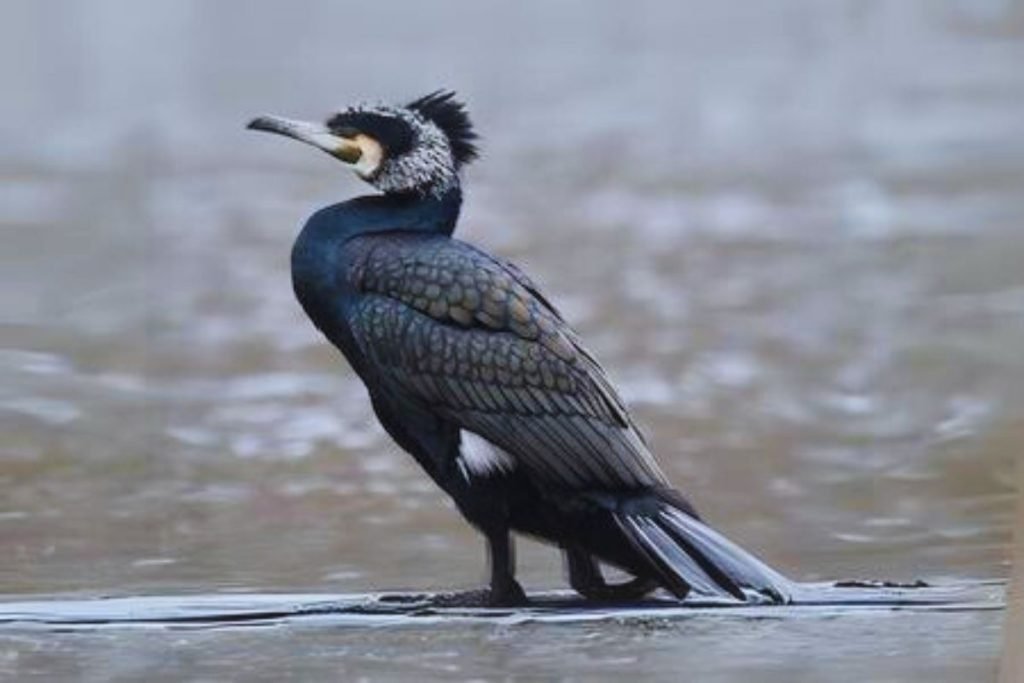 Great Cormorant