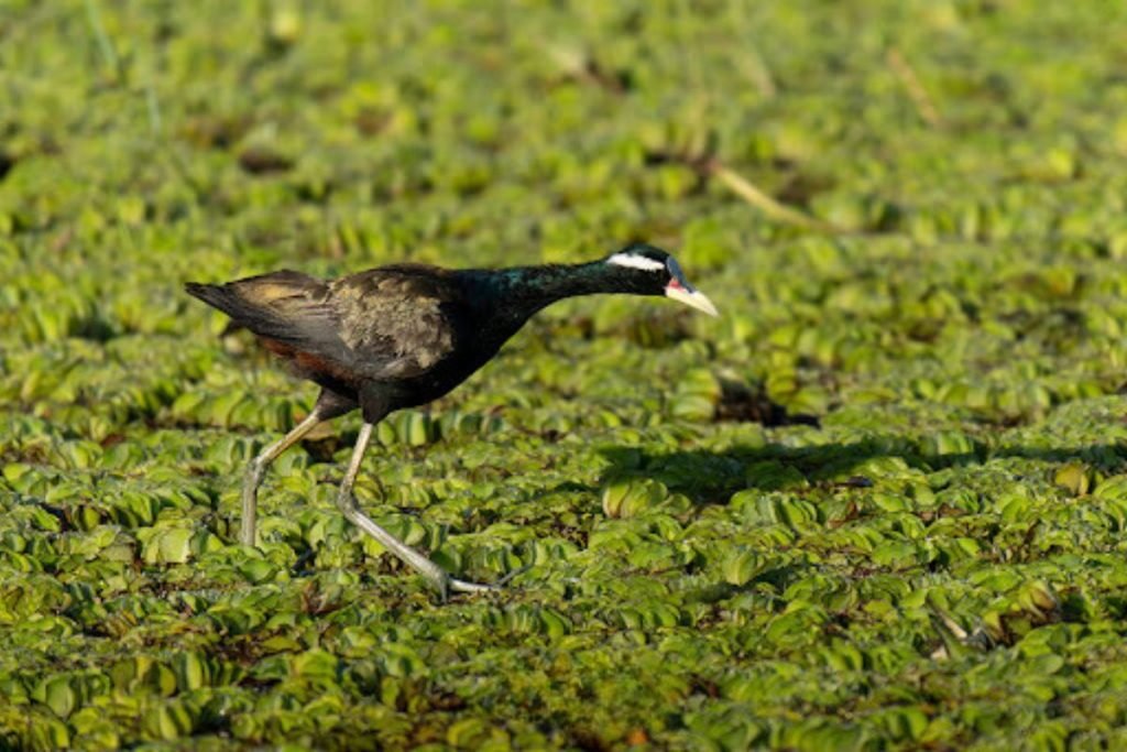 Bronze-winged Jacana Rajaji National Park