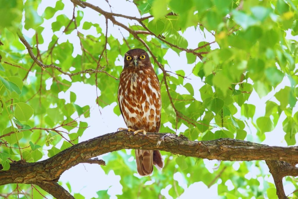 Brown Hawk-Owl in Rajaji National Park
