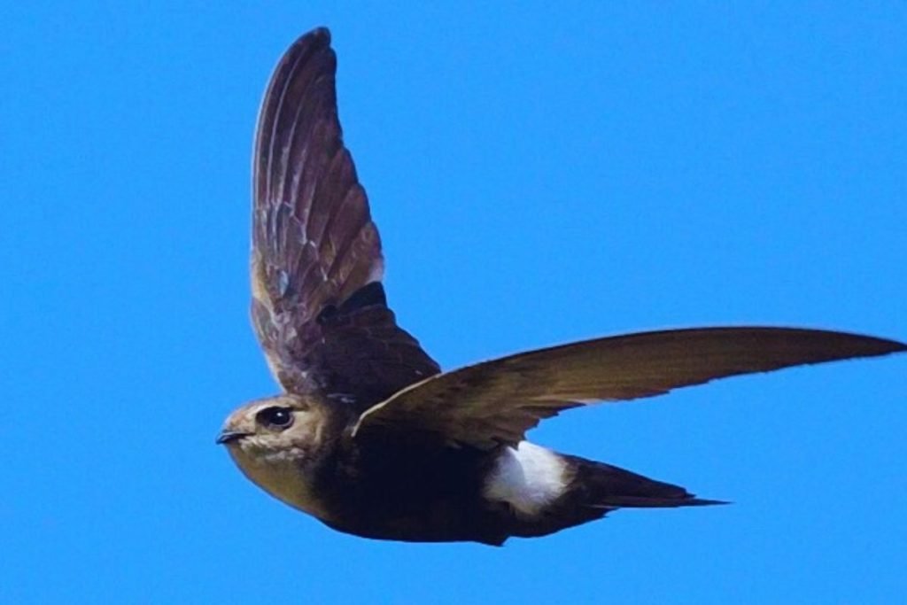 Little Swift