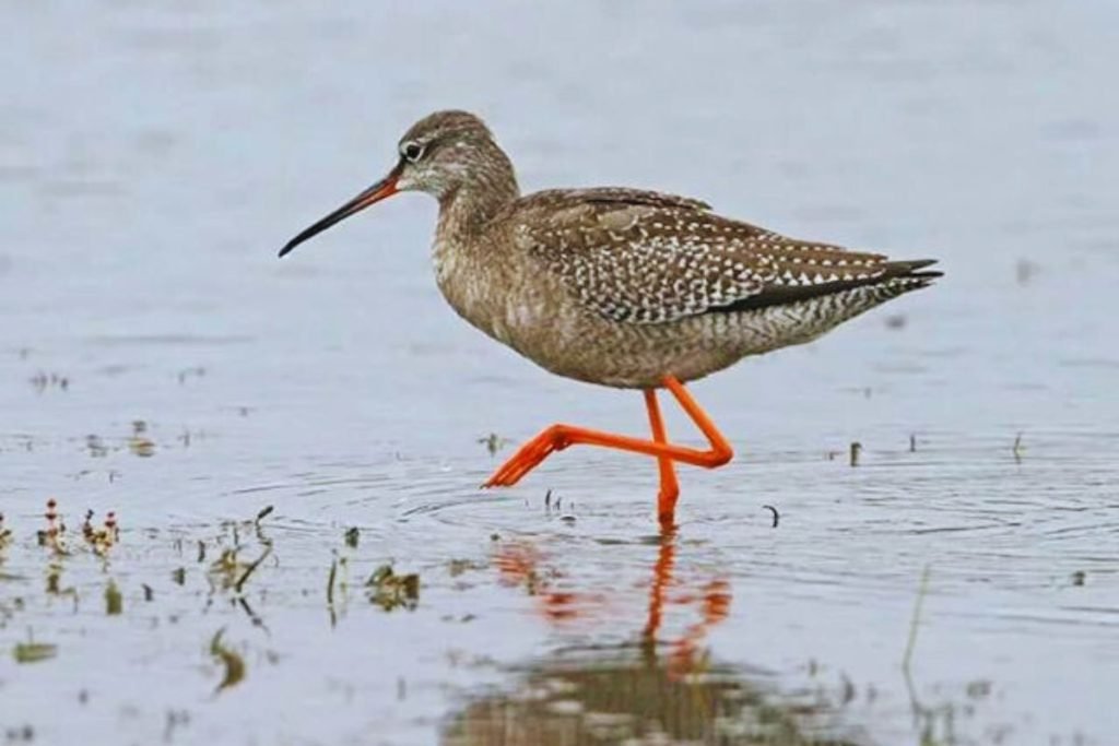 Common Redshank in Rajaji National Park