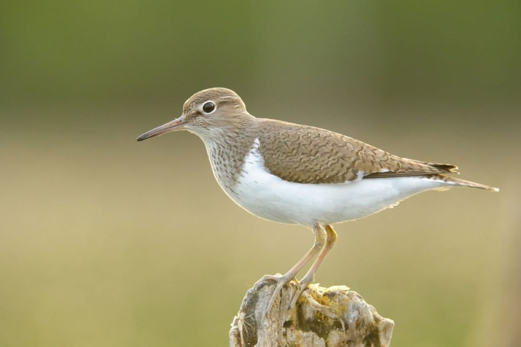 Common Sandpiper