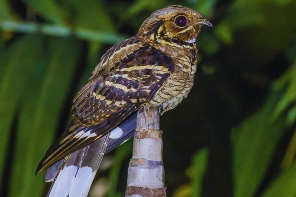 Large-tailed Nightjar