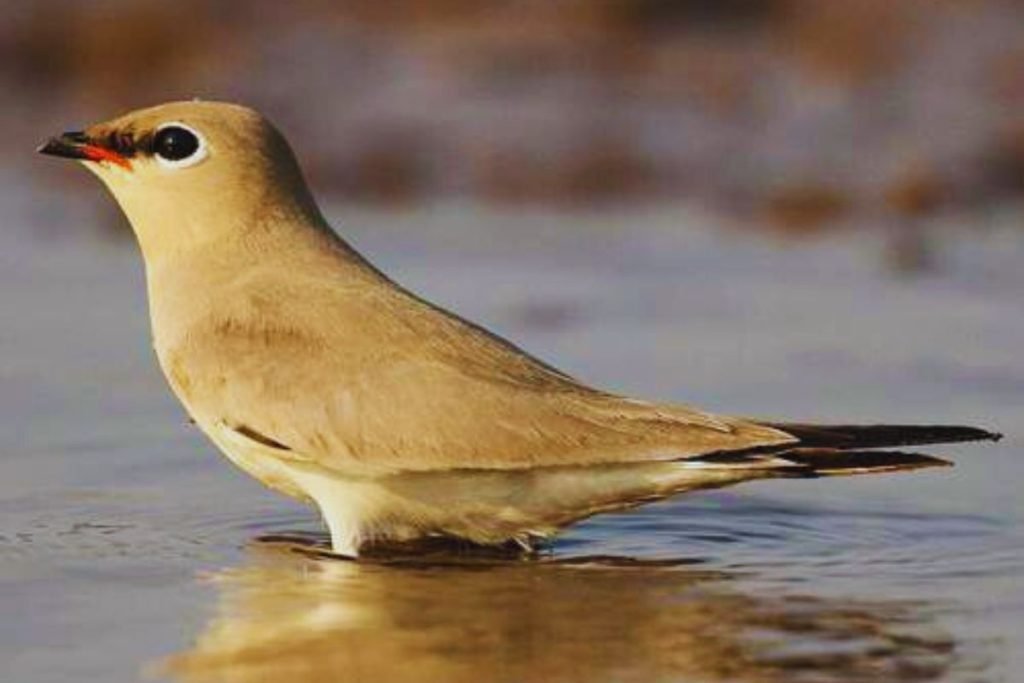 Small Pratincole
