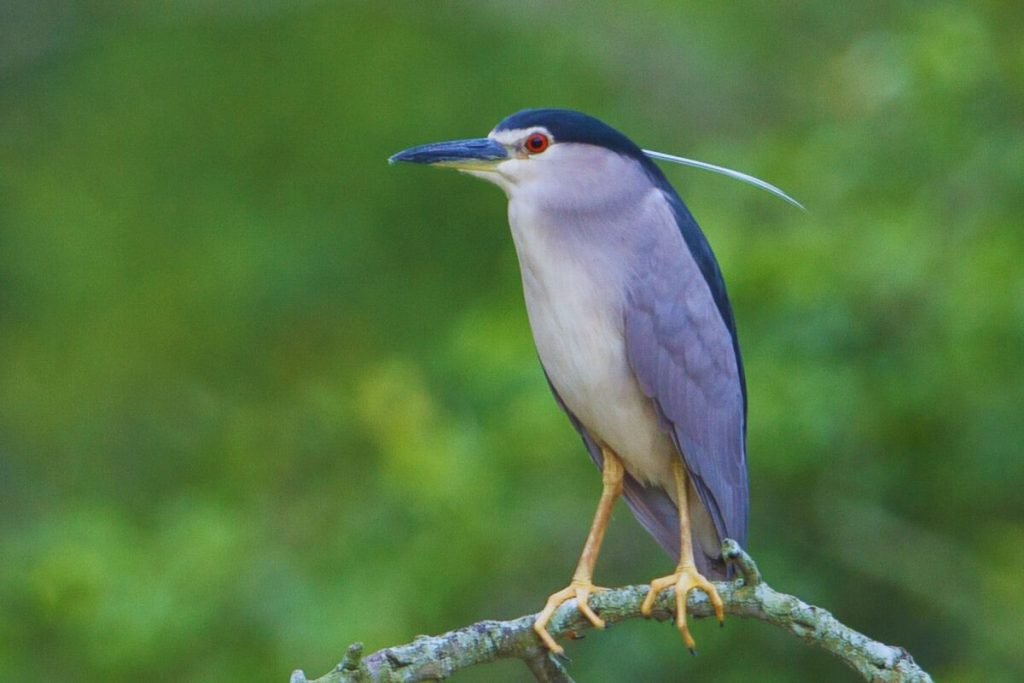 Black-crowned Night Heron