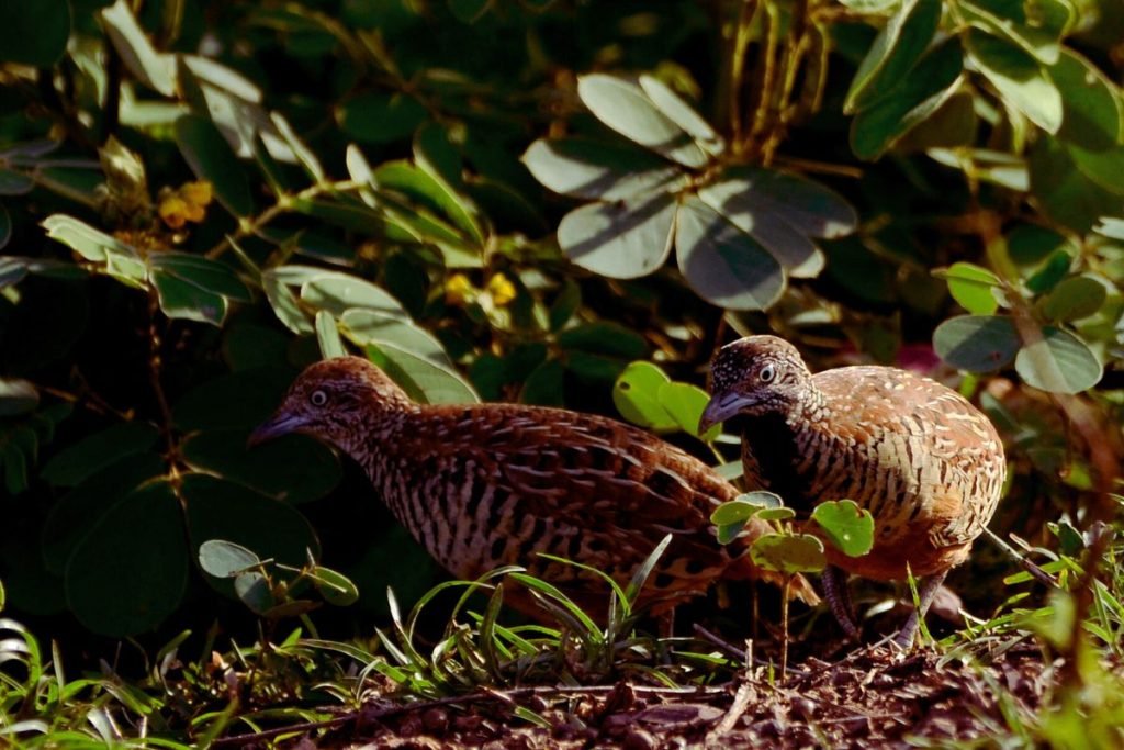 Barred Buttonquail