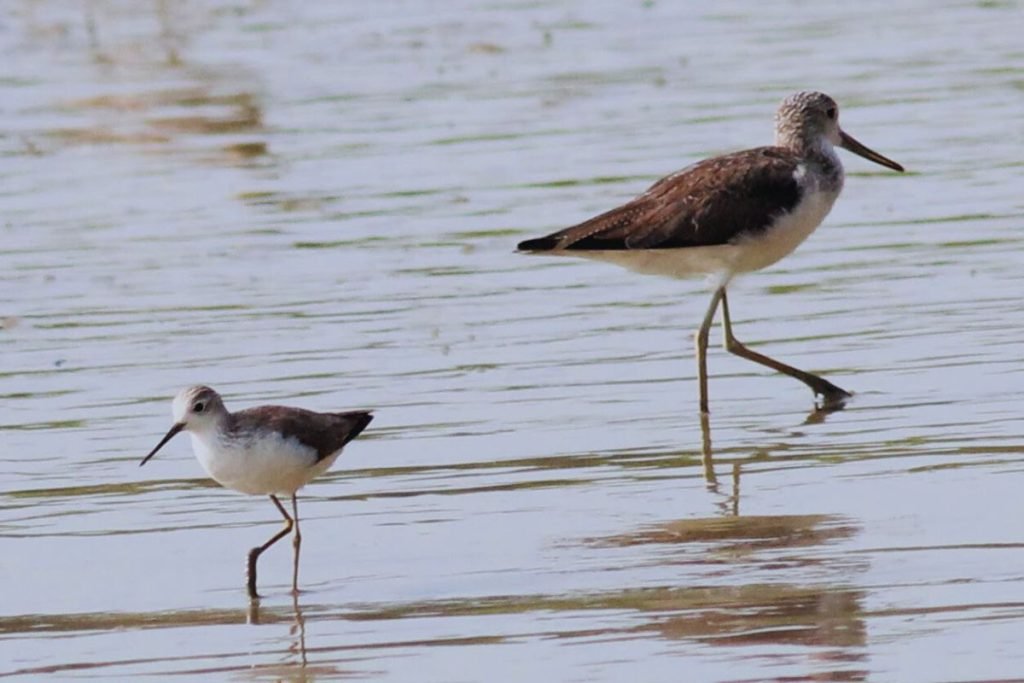 Marsh Sandpiper