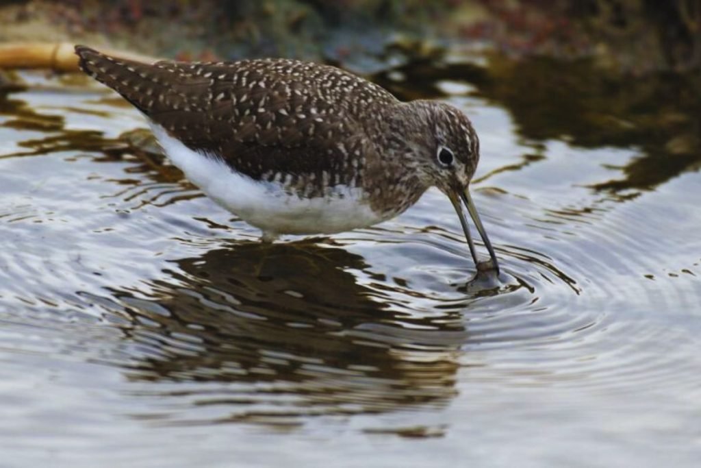 Green Sandpiper in  Rajaji National Park