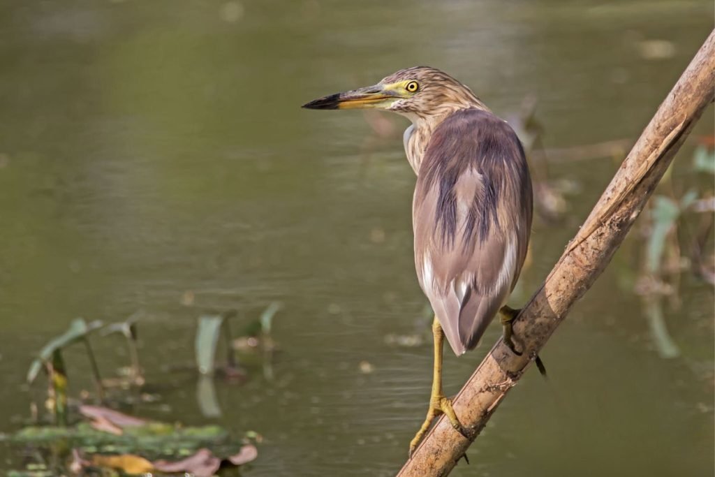 Indian Pond-Heron