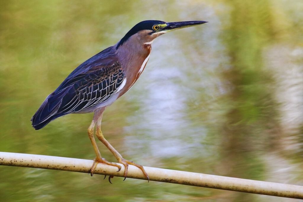Striated Heron