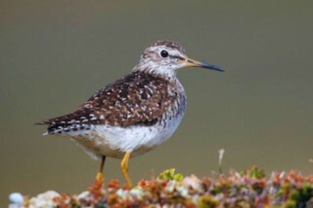 Wood Sandpiper in Rajaji National Park