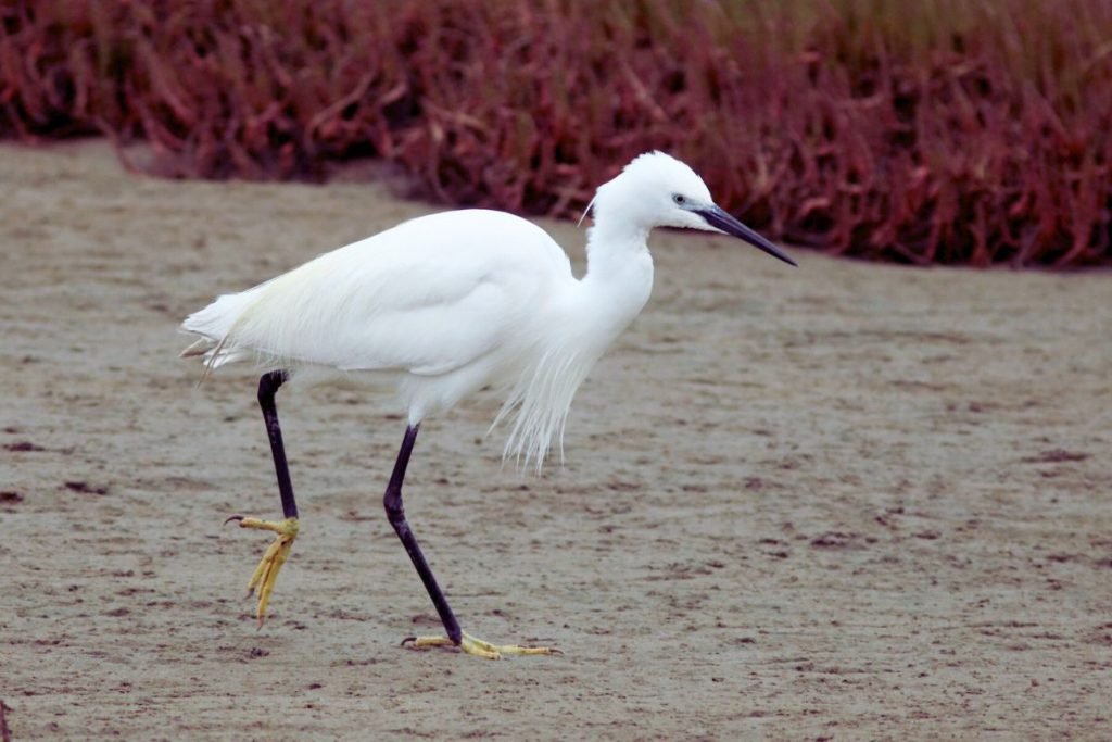 Little Egret