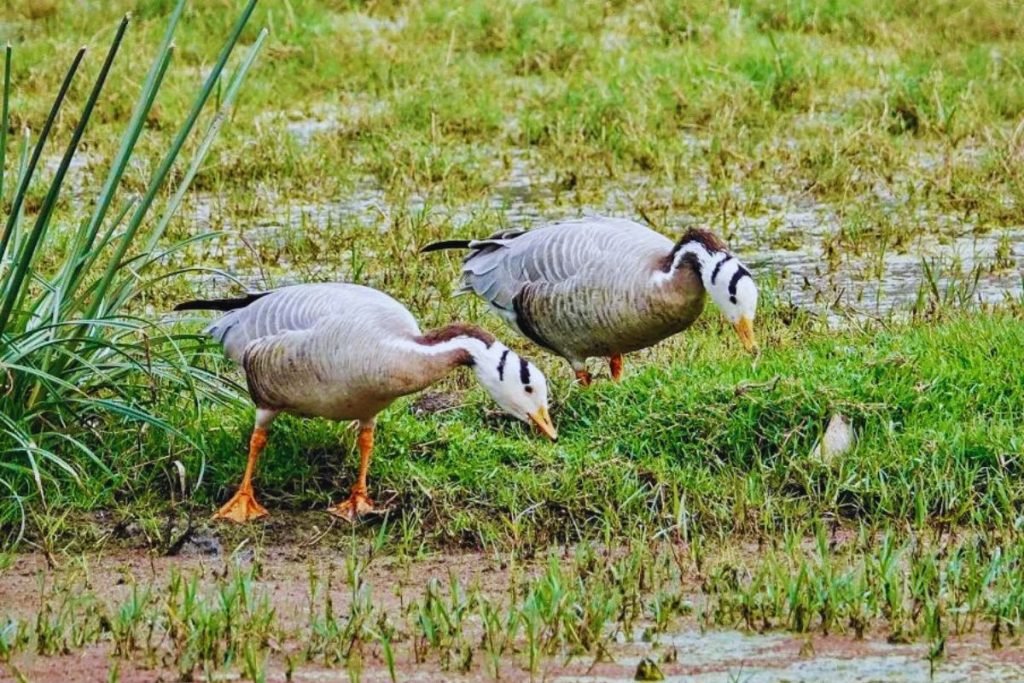 Bar-headed Goose