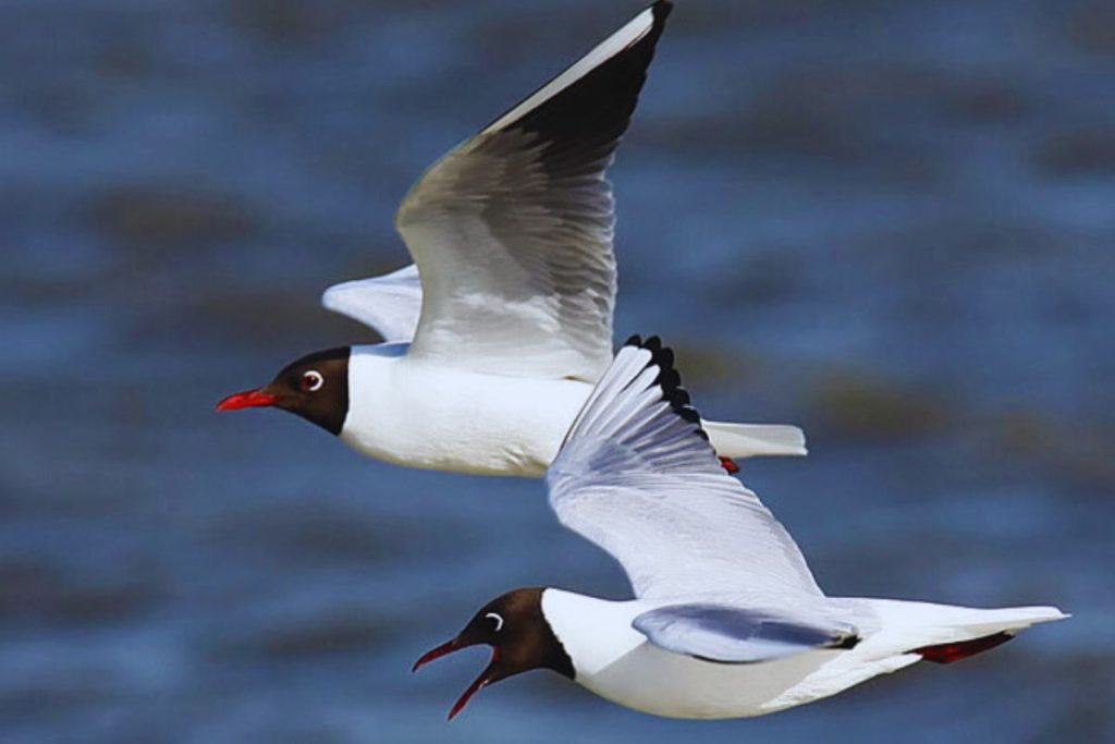 Black-headed Gull