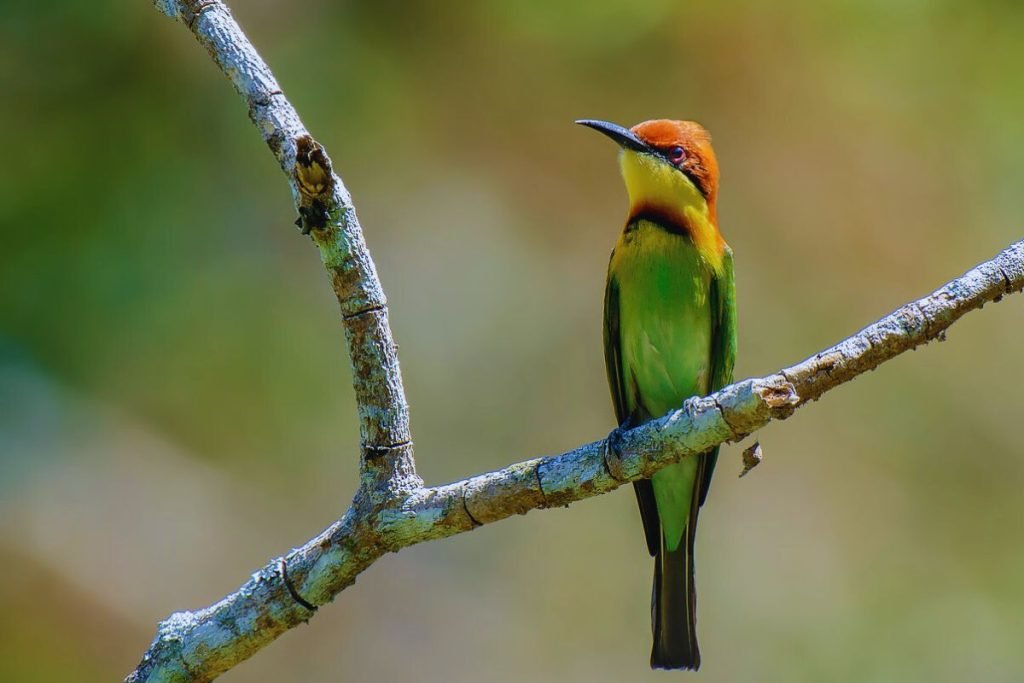 Chestnut-headed Bee-eater 