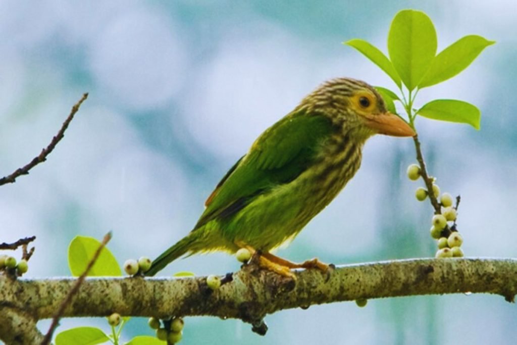 Lineated Barbet in Rajaji National Park
