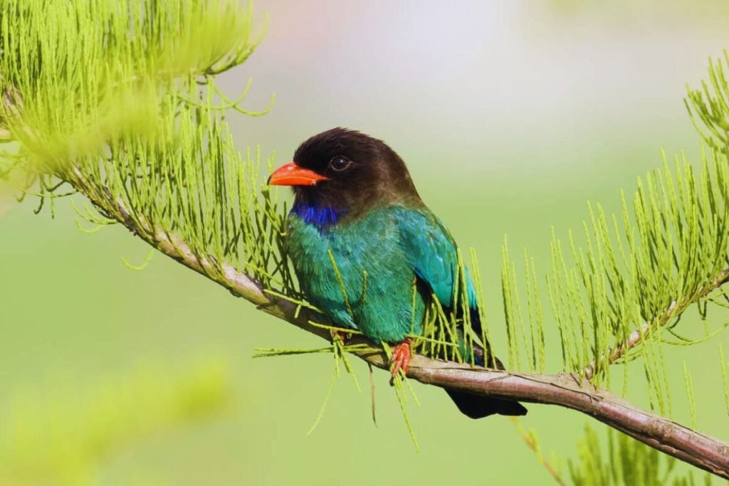 Oriental Dollarbird in Rajaji National Park