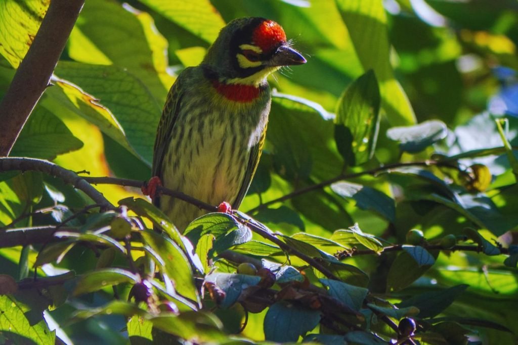Coppersmith Barbet in Rajaji National Park
