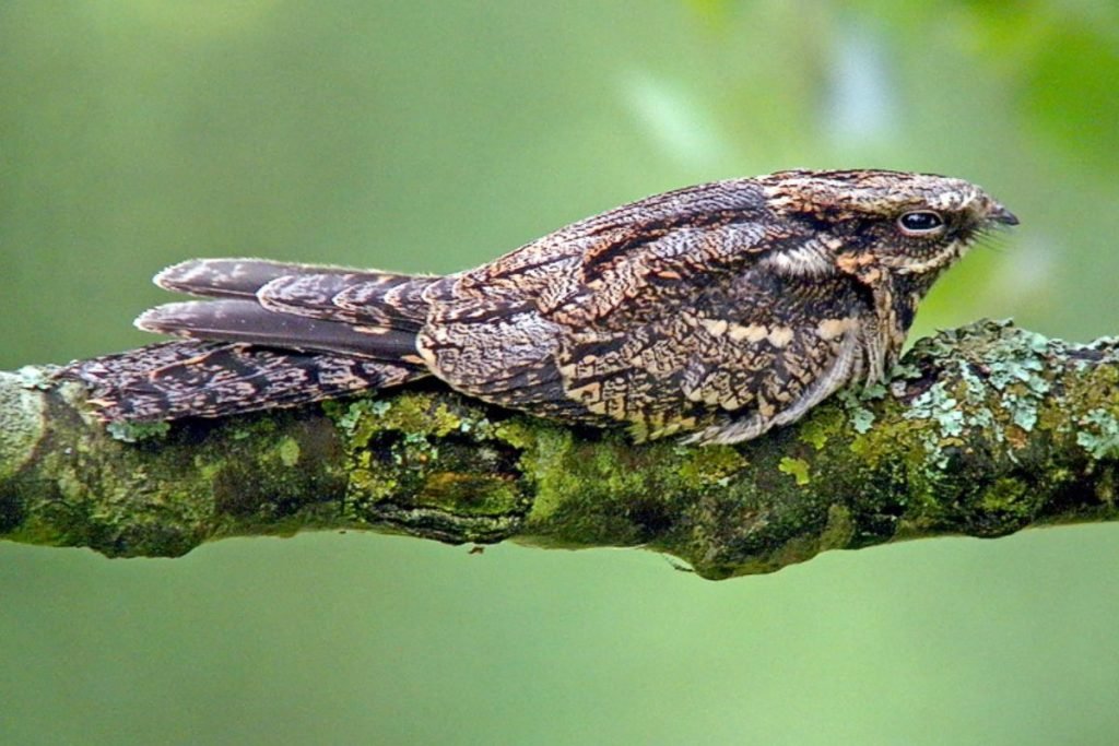 Nightjars in Rajaji