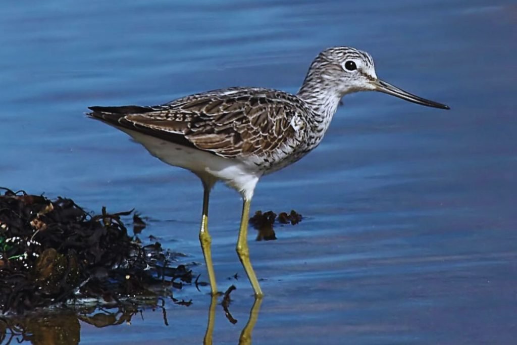 Tringa sandpipers
