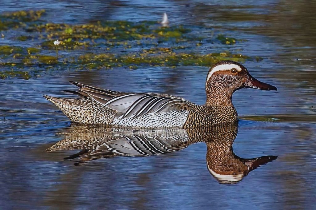 Garganey