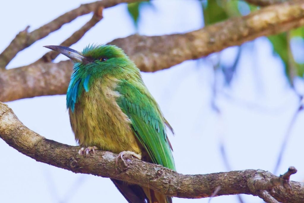 Bee-eater in Rajaji National Park